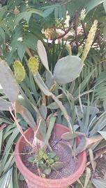 piante grasse talee fico d india