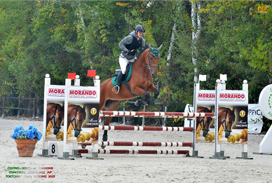 Cavalla italiana 8 anni