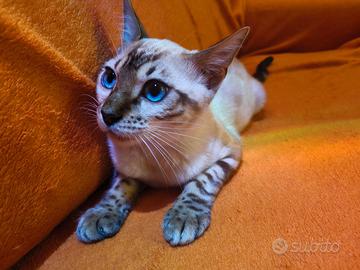 Gatti Bengala