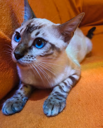 Gatti Bengala