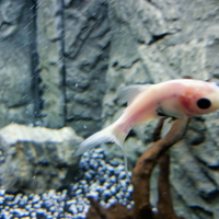 Juwell trigon 190 con base