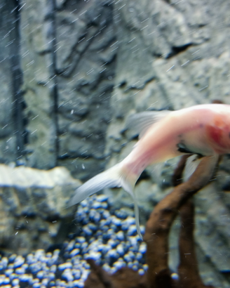 Juwell trigon 190 con base