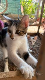 Gattina
