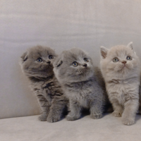 Gattini scottish fold e straight