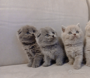 Gattini scottish fold e straight