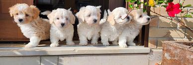 Cucciolossimi
