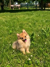 Cuccioli di pomerania