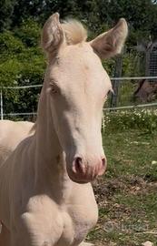 Puledro Andaluso P.R.E. Perlino