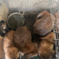 Conigli ariete varie colorazioni