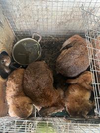 Conigli ariete varie colorazioni