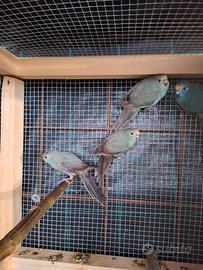 Kakariki blu femmine