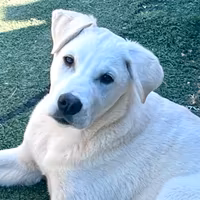 Cucciolo simil Labrador