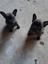 CUCCIOLI BULLDOG FRANCESI