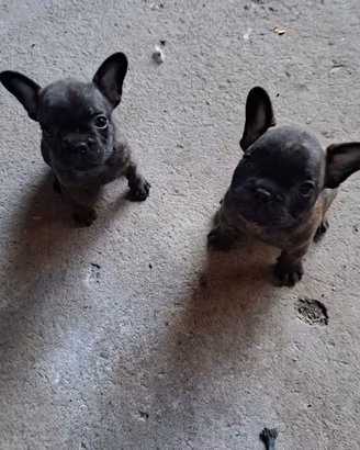 CUCCIOLI BULLDOG FRANCESI