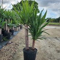 Talee di yucca