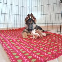 Cucciolo pastore tedesco