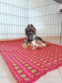 Cucciolo pastore tedesco