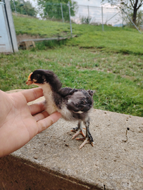 Galline marans e millefiori