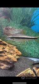 Pesce gyrinocheilus