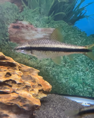 Pesce gyrinocheilus
