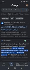 Cocorite Esotici Animali Pappagalli Uccelli volat
