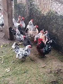Galline Nane