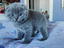 Immagine 4