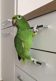 Pappagallo che parla