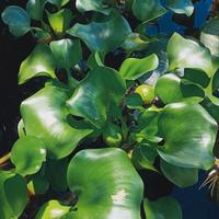 Pianta Giacinto d'acqua