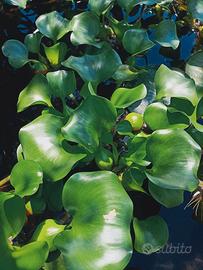 Pianta Giacinto d'acqua