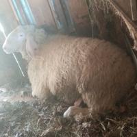 Pecora montone molto bello