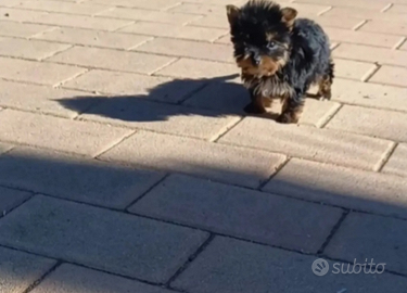 Yorkshire cuccioli mini toy