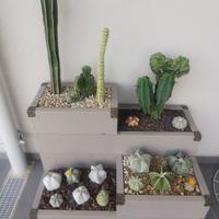 piante grasse da collezione 