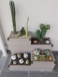 piante grasse da collezione 