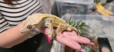 Geco Ciliatus
