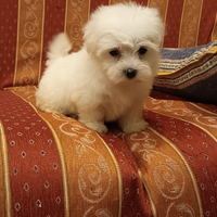 Cuccioli di maltese Toy bianco 60gg
