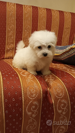 Cuccioli di maltese Toy bianco 60gg