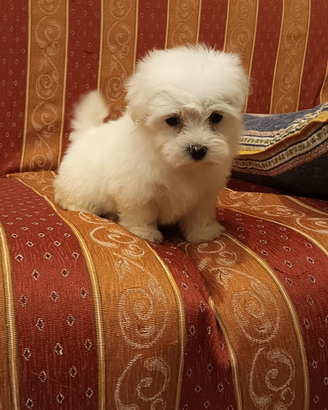 Cuccioli di maltese Toy bianco 60gg