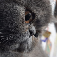 Gatto exotic shorthair o persiano per accoppiament