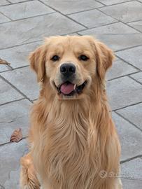 Golden Retriever per monta