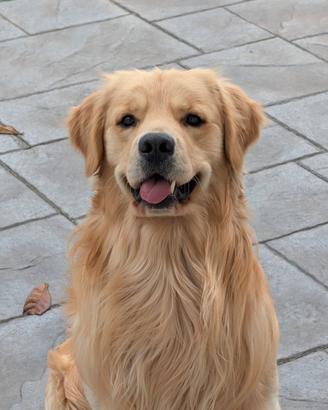 Golden Retriever per monta