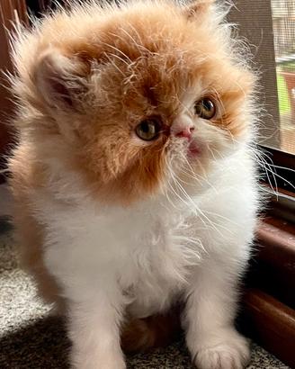 Gattino Persiano Maschio