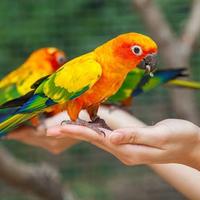 Pappagalli conuri del sole allevati a mano