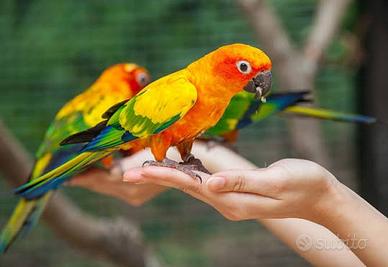 Pappagalli conuri del sole allevati a mano