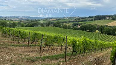 Vigneto ed oliveto Chianti Classico DOCG