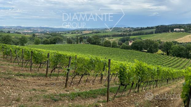 Terreno di 1,8 Ha con vigneto Chianti Classico