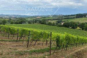 Vigneto ed oliveto Chianti Classico DOCG