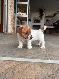 Jack Russell terrier con pedigree