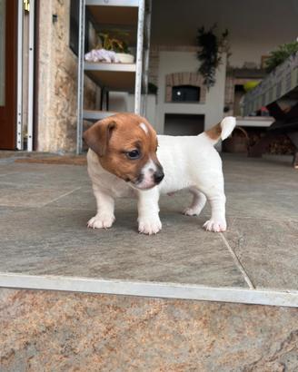 Jack Russell terrier con pedigree