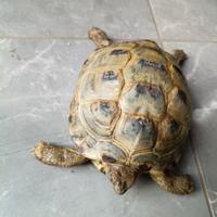 Tartaruga horsfield con certificato